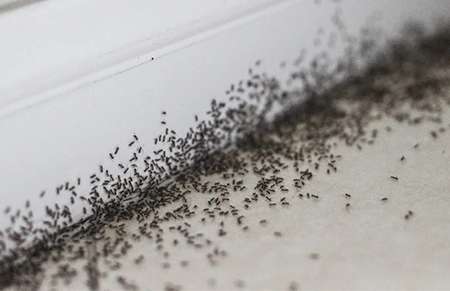 Ant Infestation In Idaho Homes Near Baseboards