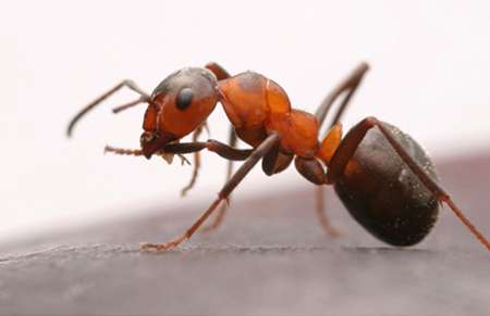 Ant Pest Control Idaho Pest Solutions