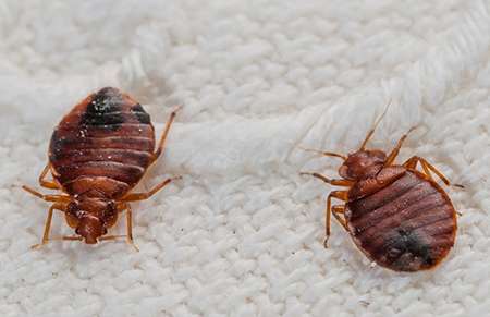 Bed Bug Pest Control Idaho Pest Solutions