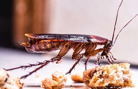 Cockroach Pest Control Idaho Pest Solutions