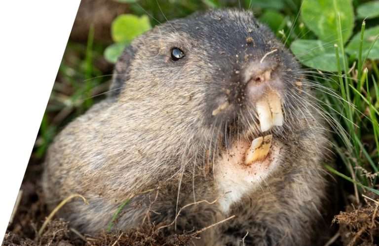 Vol Pest Control Voles Pest Control - Idaho Pest Solutions