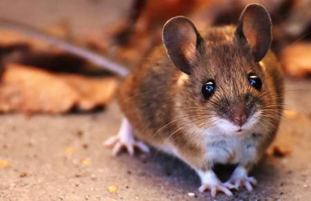 Mice Pest Control Idaho Pest Solutions