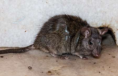 Rat Pest Control Idaho Pest Solutions