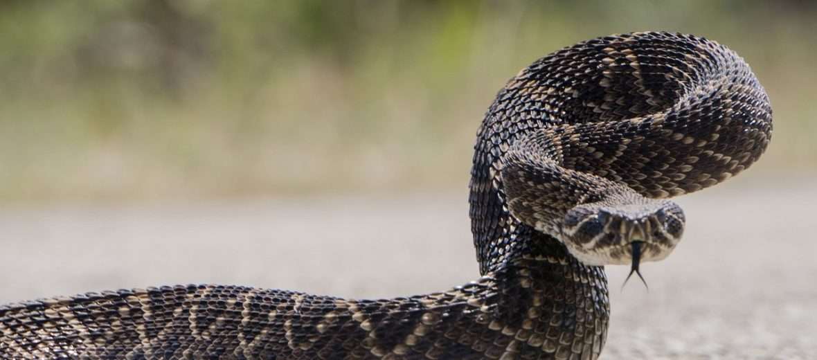 Snake Removal Idaho Pest Solutions