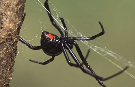 Spider Pest Control Idaho Pest Solutions