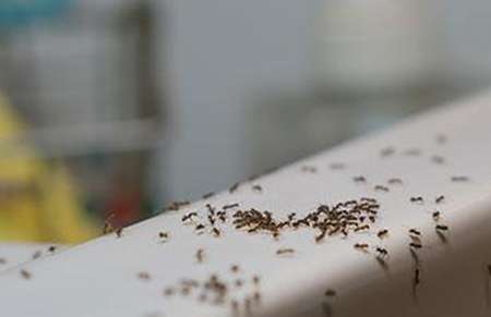 Spring Ant Problems In Idaho Kitchen