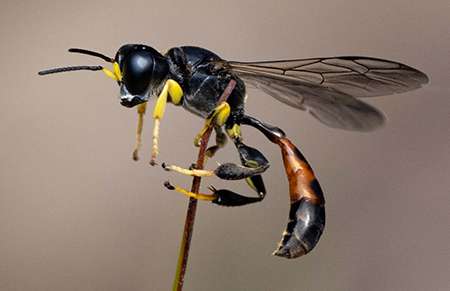 Wasp Pest Control Idaho Pest Solutions
