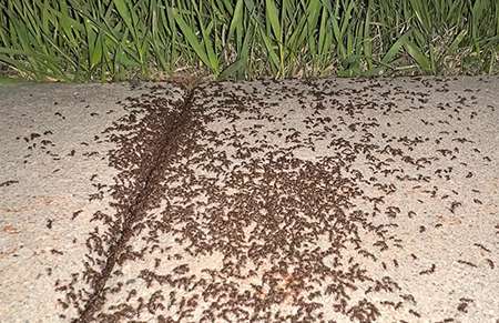 Pavement Ants In Idaho Near A Concrete Driveway