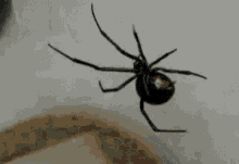 Spider Extermination in Caldwell, Idaho